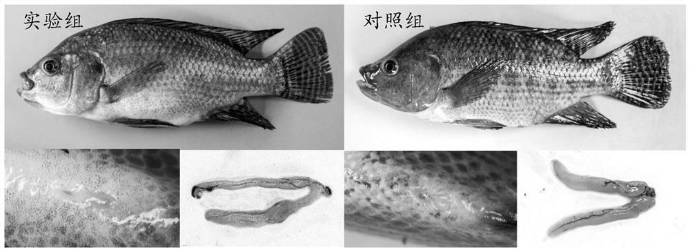 Set of antisense RNA for inhibiting AMH gene expression and method for promoting gonad degeneration of male tilapia mossambica and increasing weight gain