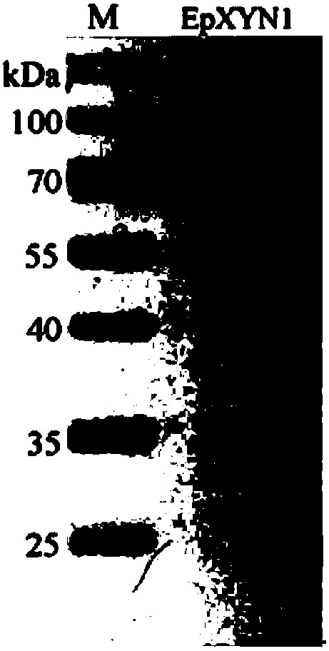 High-temperature-resistant endoxylanase EpXYN1, coding genes and application thereof