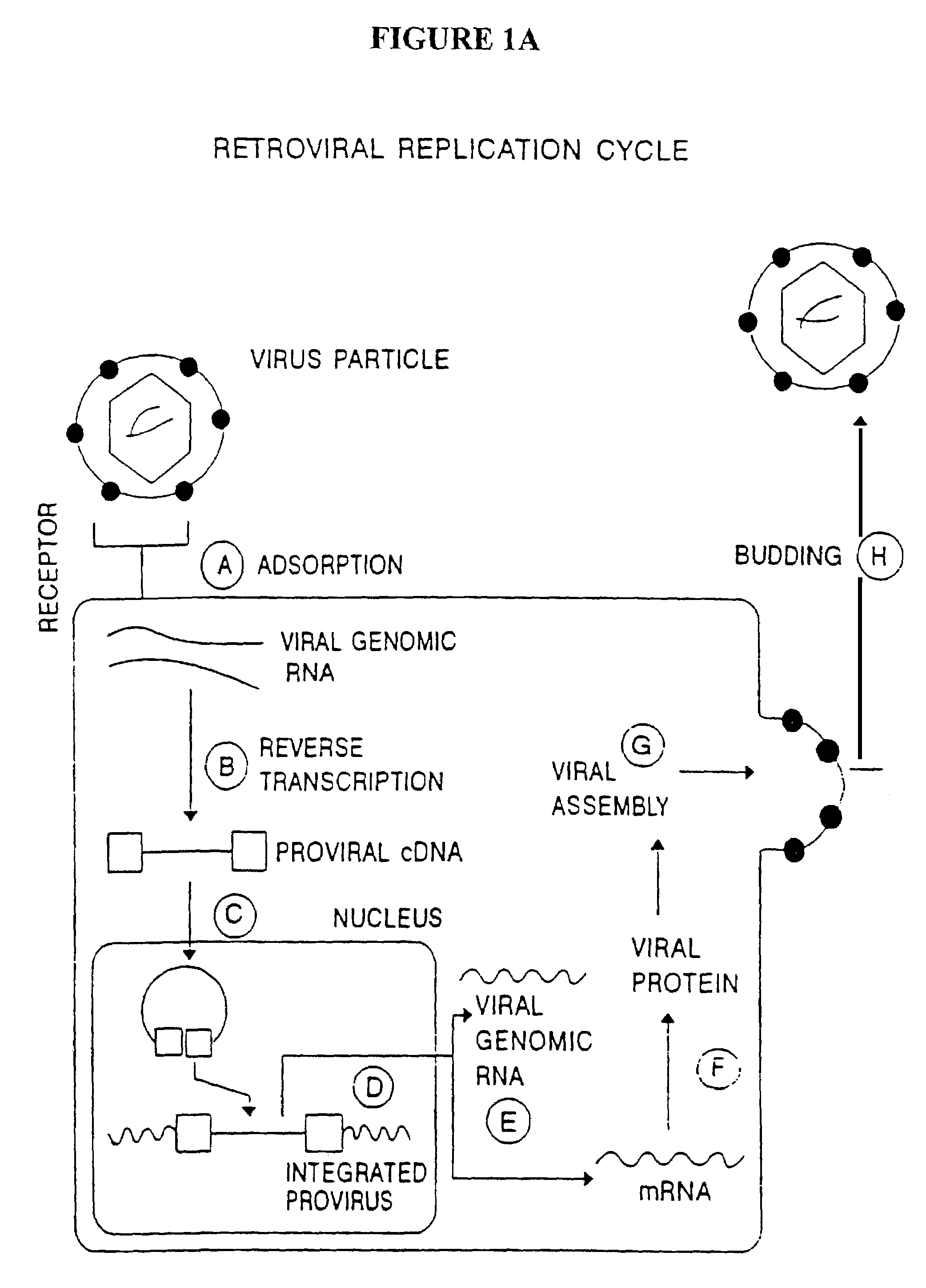 Methods for genetic modification of hematopoietic progenitor cells and uses of the modified cells