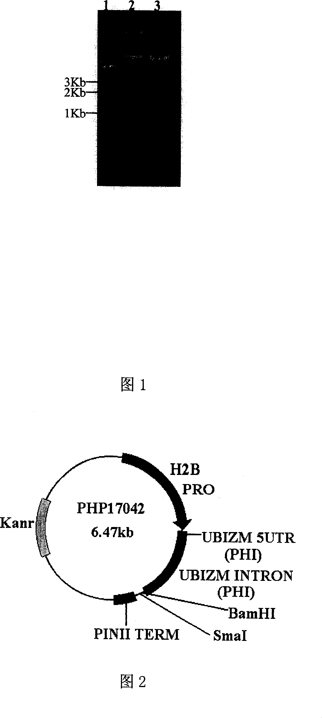 Method for promoting utilization of crops to soil phosphor phytate