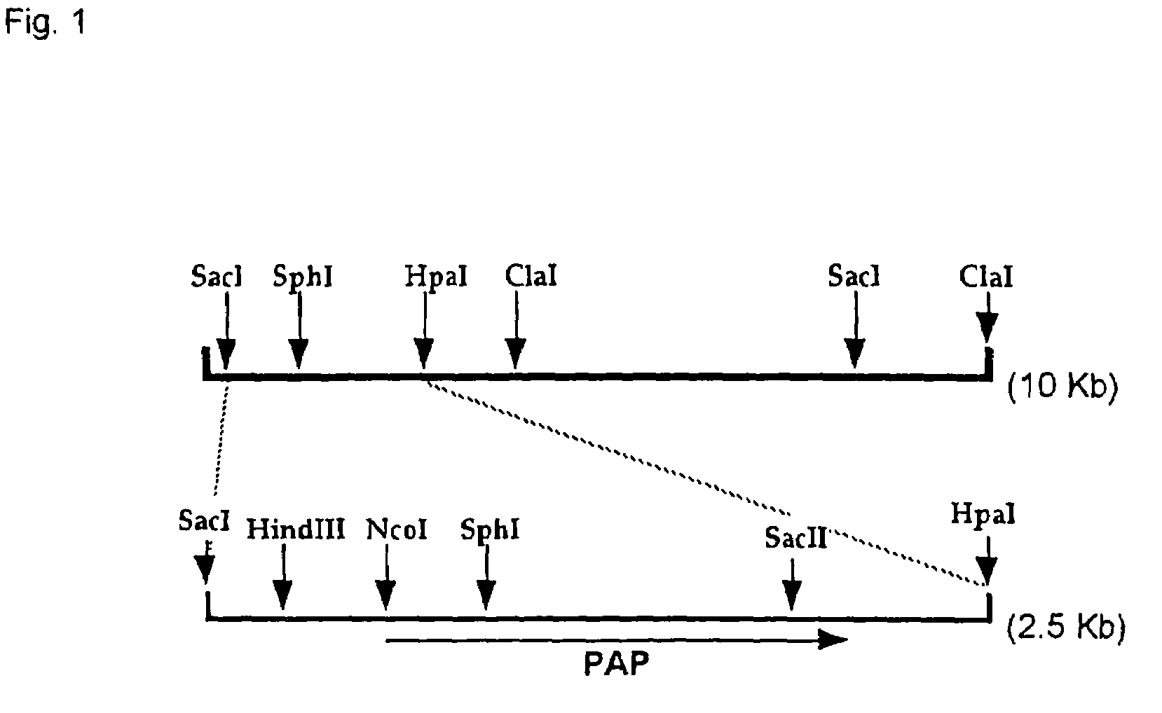 Polyphosphate:AMP phosphotransferase