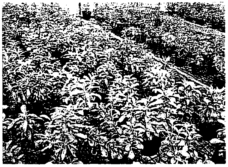 Method for obtaining stevioside RA from chrysanthemum morifolium by using stevia rebaudiana extract