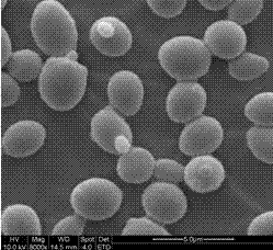 Screening and application of yeast with high ethanol yield and low fusel oil yield in Chinese Maotai-flavor liquor production