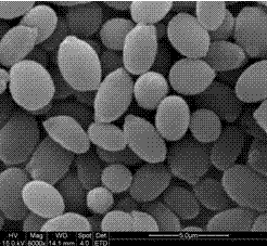 Screening and application of yeast with high ethanol yield and low fusel oil yield in Chinese Maotai-flavor liquor production