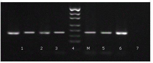 Old animal sample species identification kit and preparation method