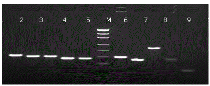 Old animal sample species identification kit and preparation method