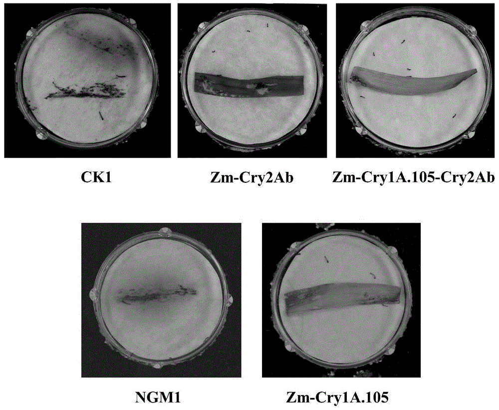 Application of insecticidal protein