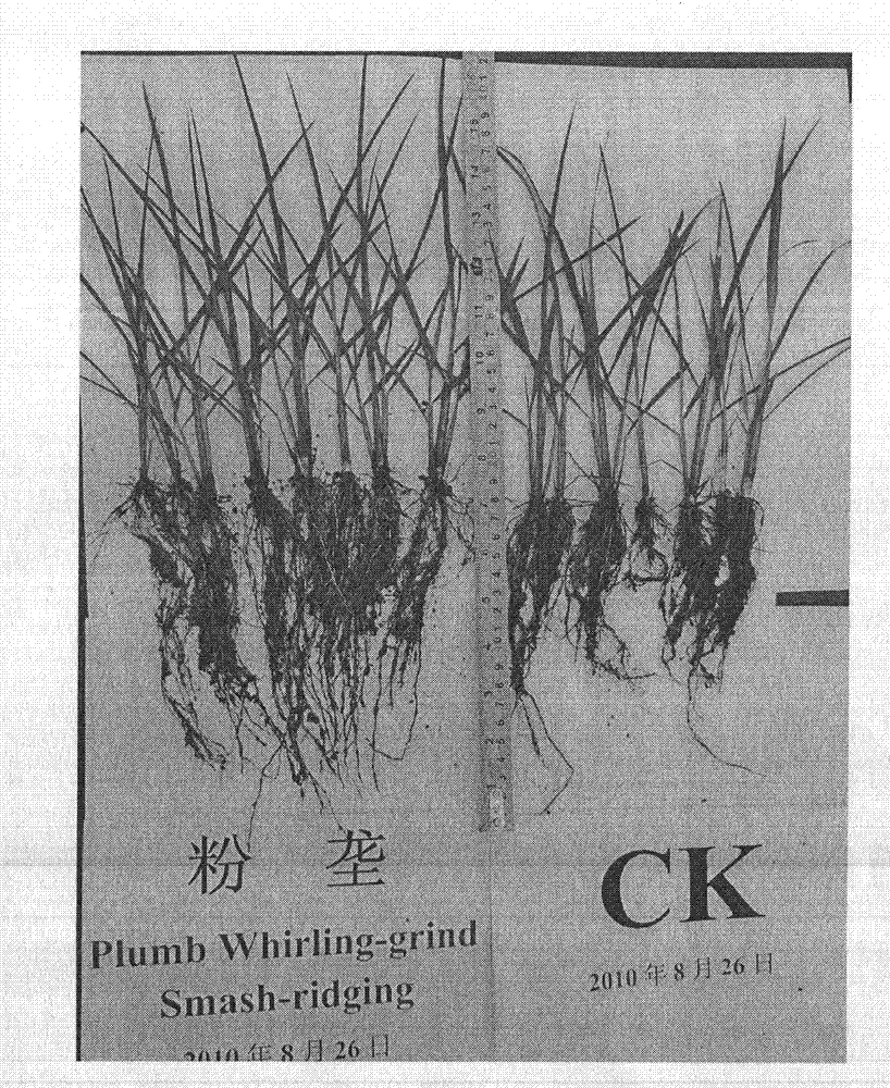 Crushing and ridging culture method of rice