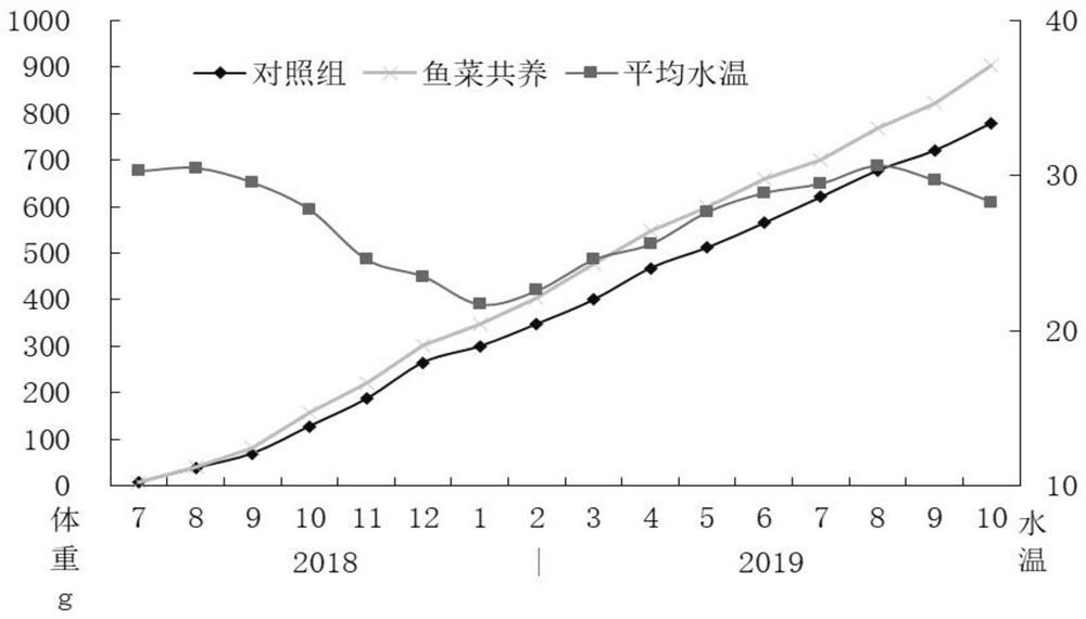 Culture method for controlling fishpond water in tropical zone plectropomus leopardus RAS