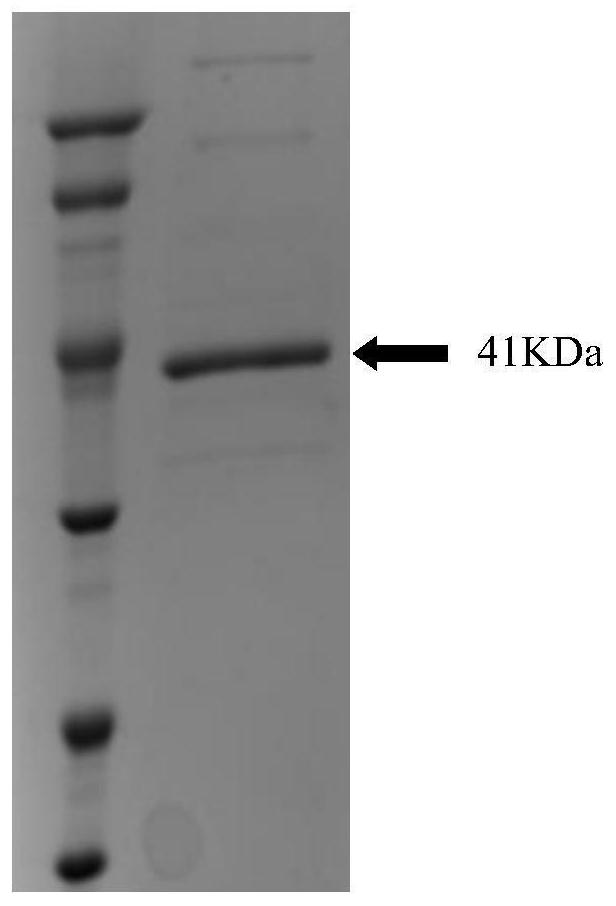 Preparation of aminopeptidase and application of aminopeptidase in protein debitterizing