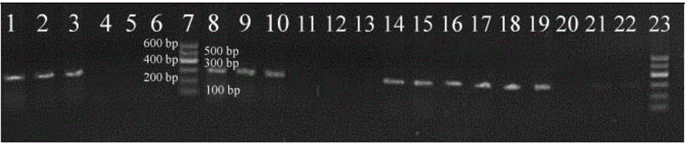 Specific primer and identification method for microsatellite markers of sea horses in coastal waters of China