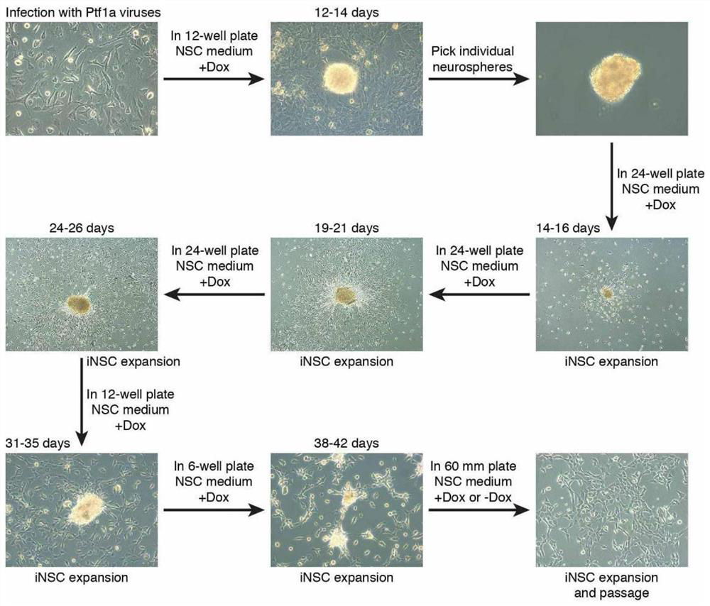 A method for inducing human or animal somatic cells into neural stem cells