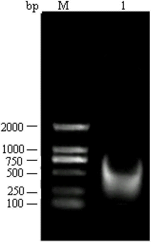 Establishment and application of wheat germ cell-free protein synthesis system for high level expression of snake venom kininogenase