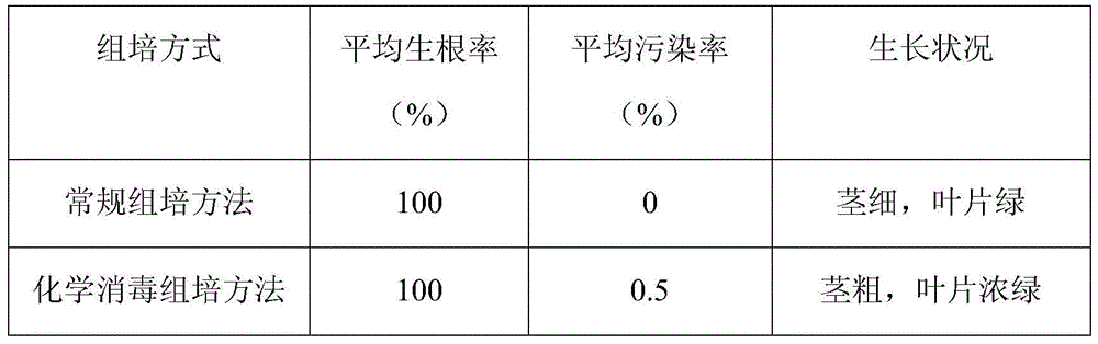 A kind of fruit cane chemical disinfection tissue culture method