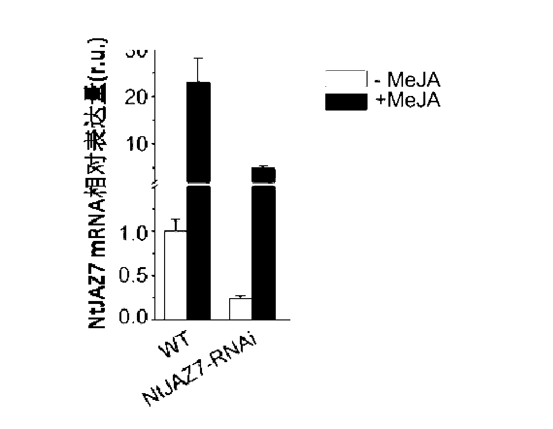 Tobacco JAZ protein gene and application thereof in reducing tobacco nicotine content