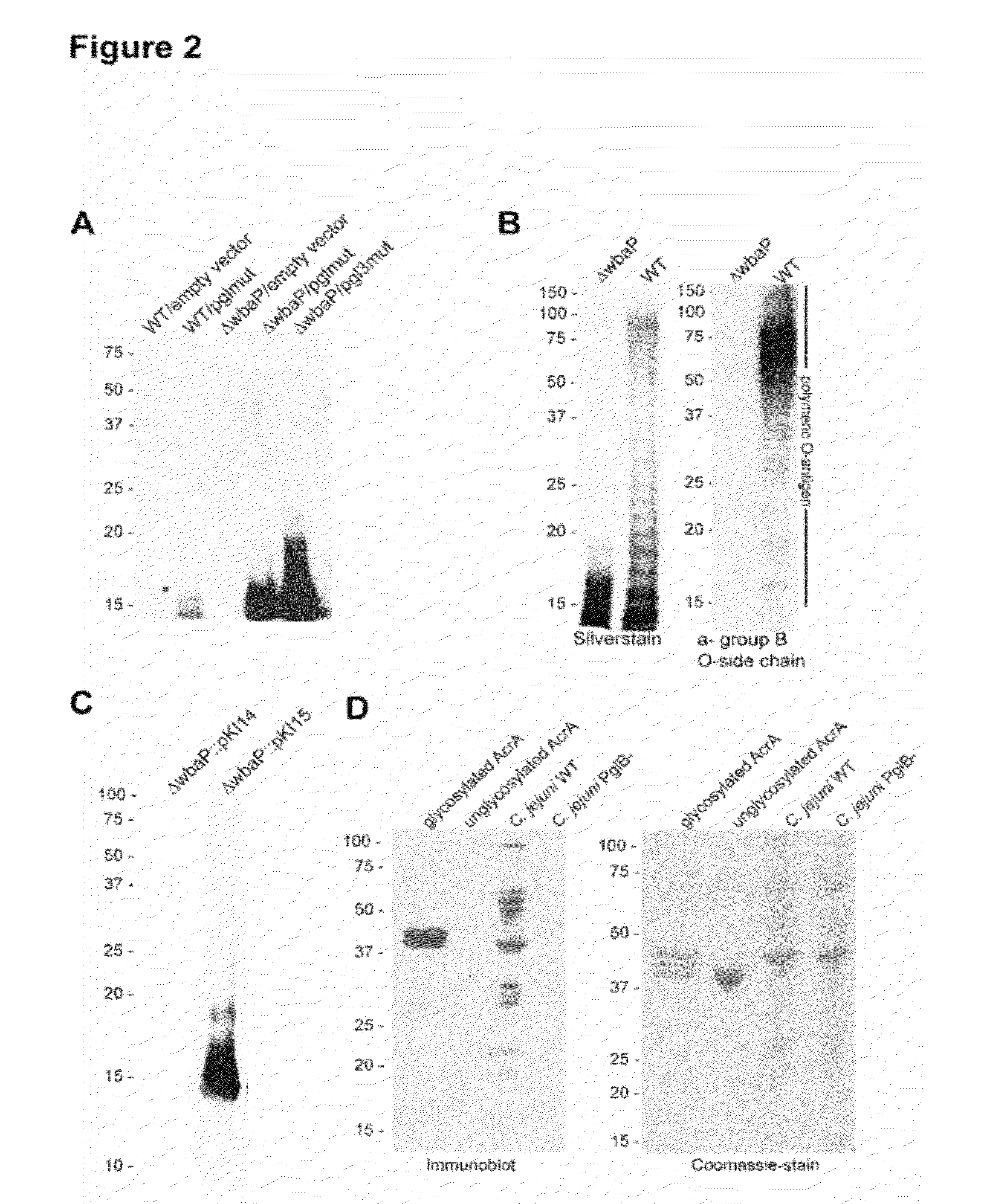 Salmonella enterica presenting c. jejuni n-glycan or derivatives thereof