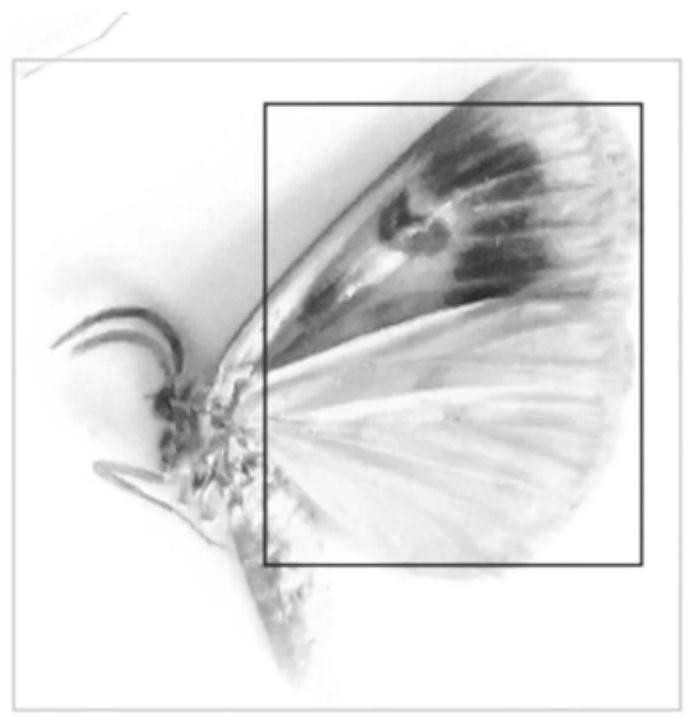 Agricultural pest identification method based on convolutional neural network, terminal and readable storage medium