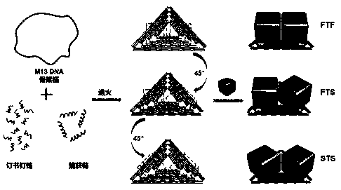 Method for forming dimer structure by assembling DNA origami template and nanometer gold cube based on surface enhanced Raman effect