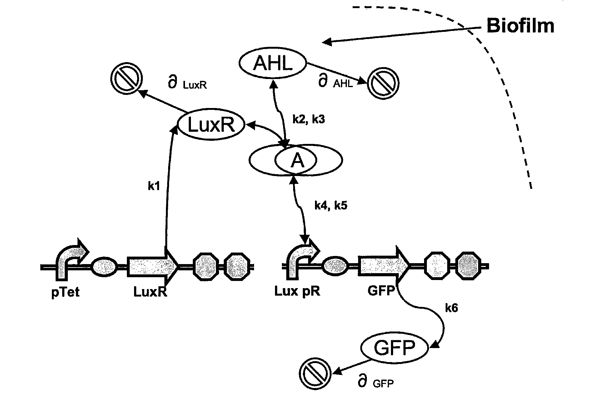 Cell-free expression system for the detection of bacterial biofilms