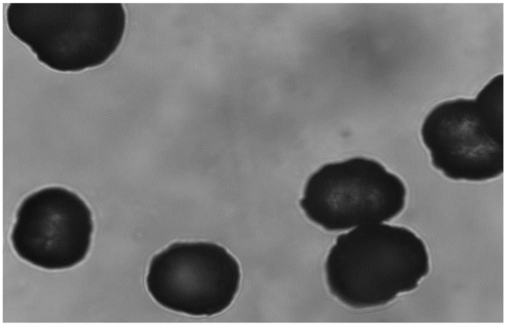 A kind of pharmaceutical composition containing spherical clopidogrel bisulfate i crystal form and preparation method thereof