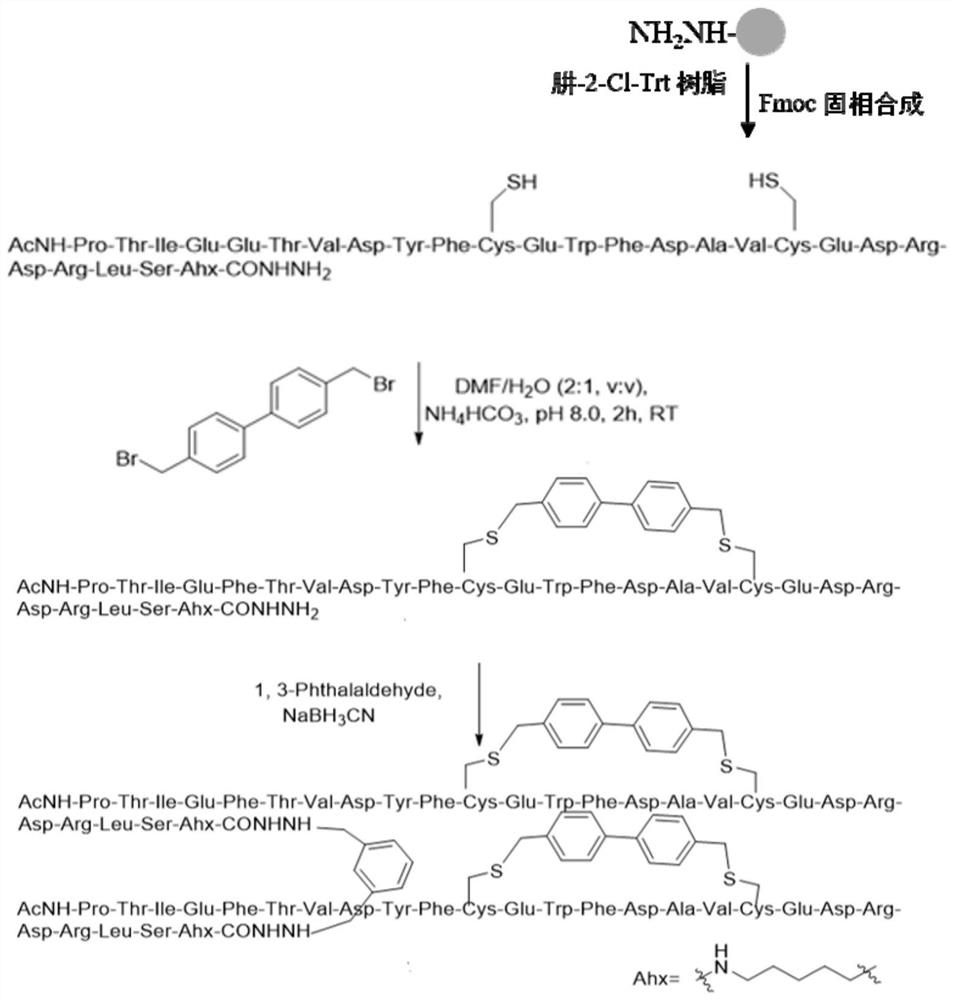 Cyclic peptide combined with RBD site of novel coronavirus as well as preparation method and application of cyclic peptide