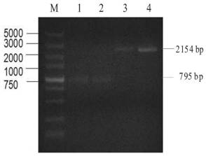 Potassium Channel Protein, Its Encoding Gene and Application