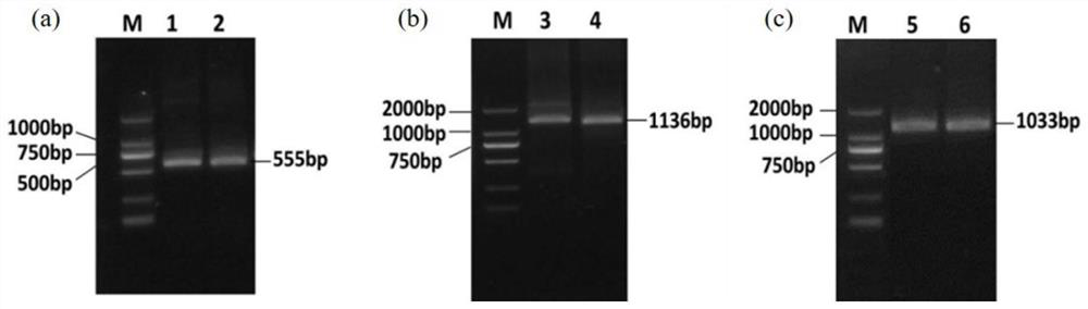 Potassium Channel Protein, Its Encoding Gene and Application