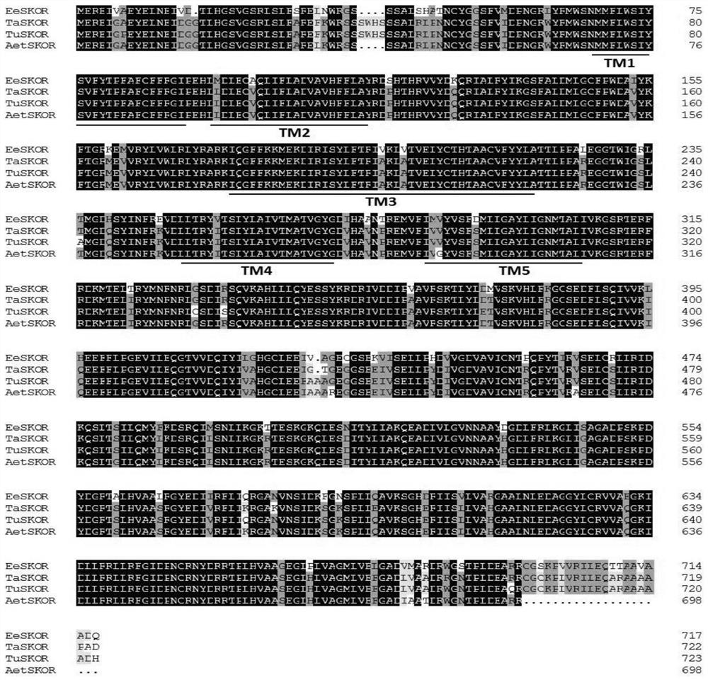 Potassium Channel Protein, Its Encoding Gene and Application