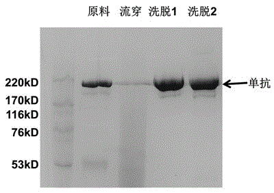 Chromatography medium with aminobenzimidazole as functional ligand and preparation method thereof