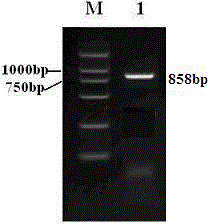 Livin-based immune-stimulating complex, preparation method thereof and application thereof