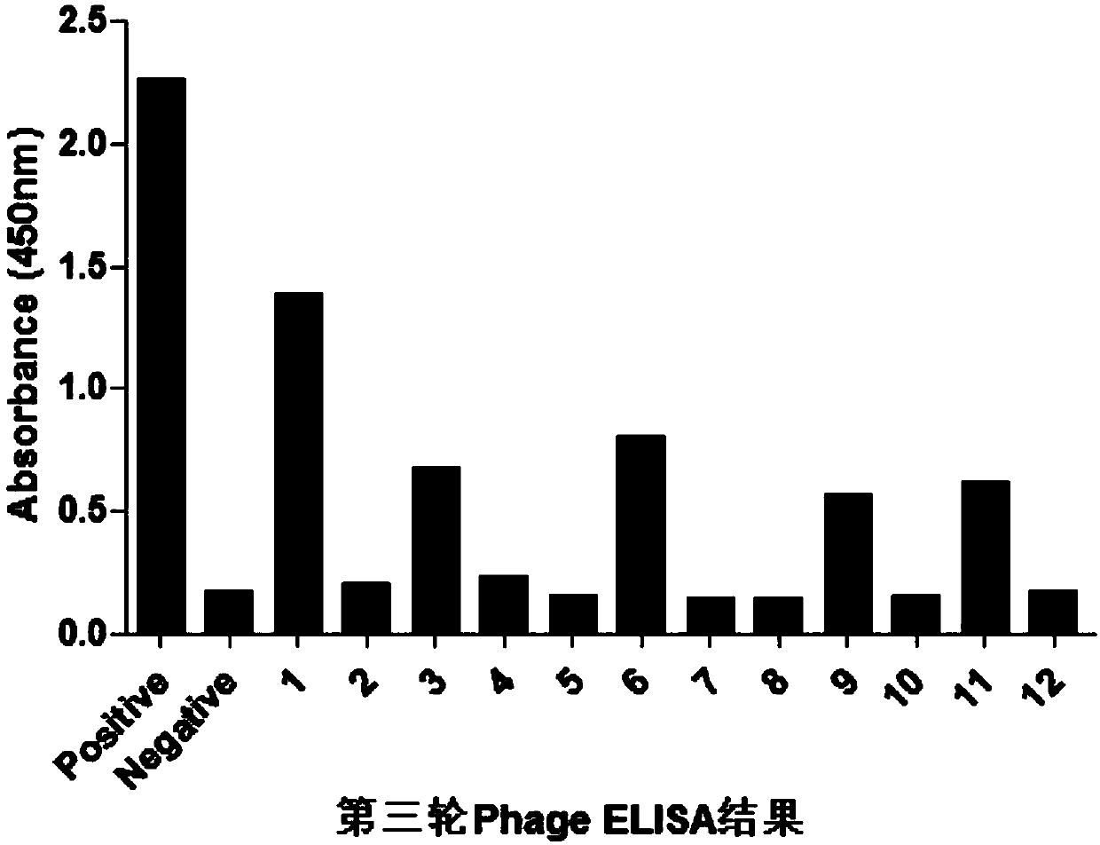 EDB-FN protein targeting peptide with high affinity and application thereof