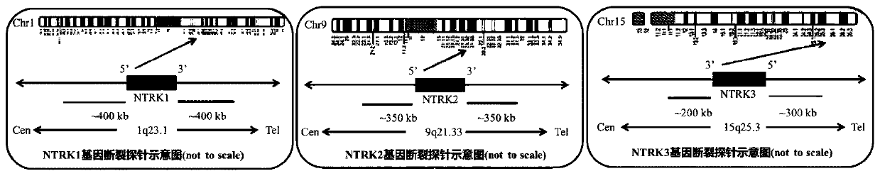 FISH probe set for detecting NTRK fusion and application thereof