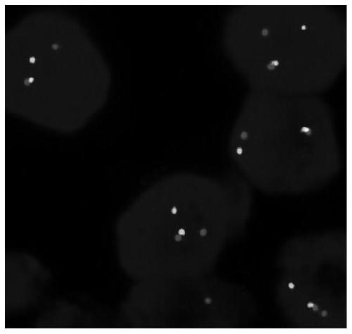 FISH probe set for detecting NTRK fusion and application thereof