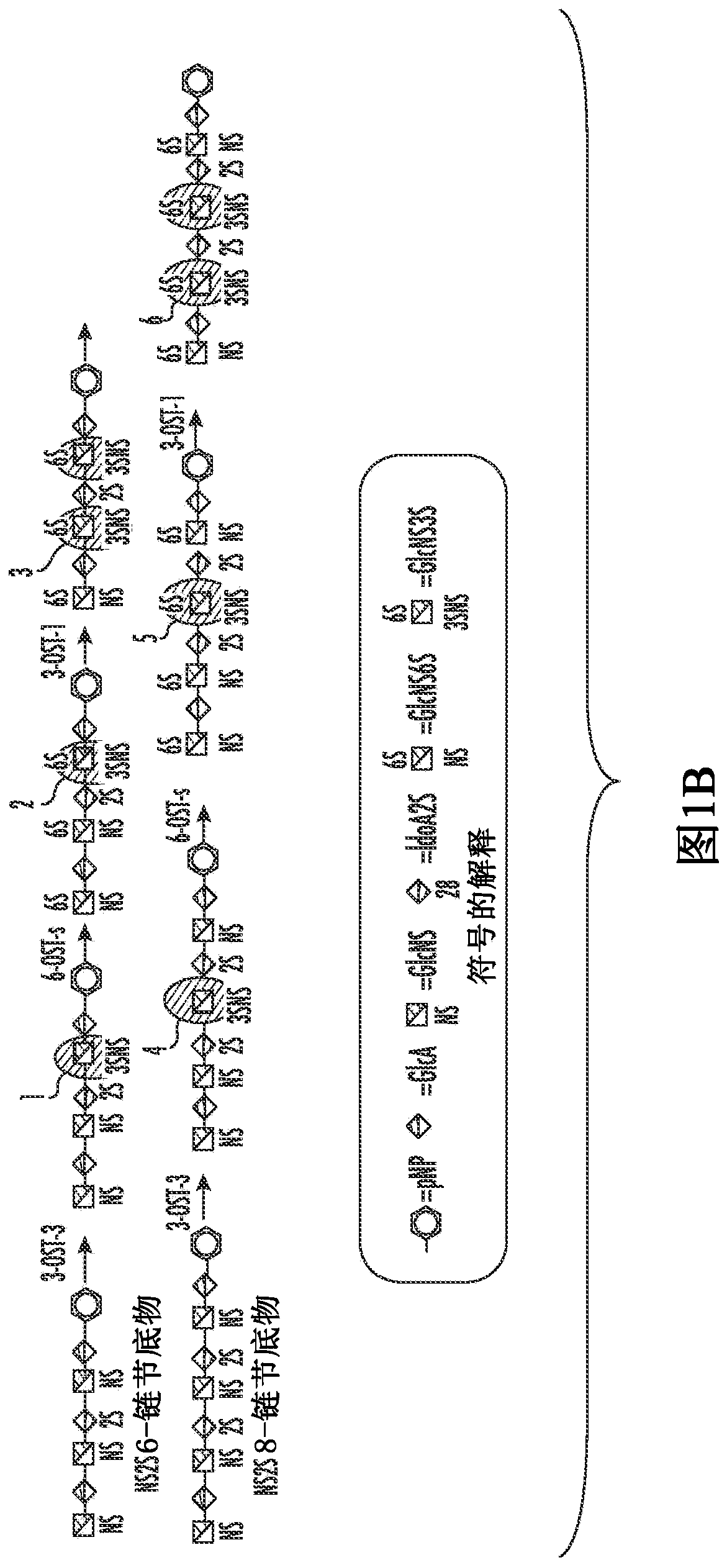 Short-acting heparin-based anticoagulant compounds and methods