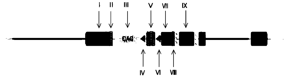 Transgenic construct and application thereof