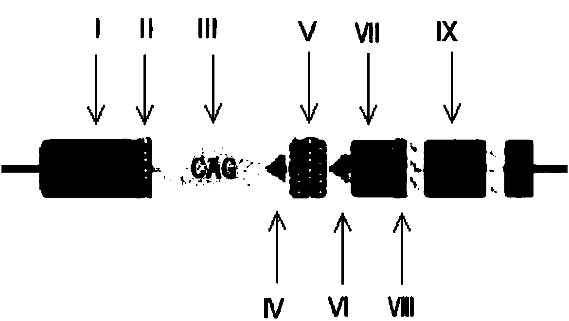 Transgenic construct and application thereof