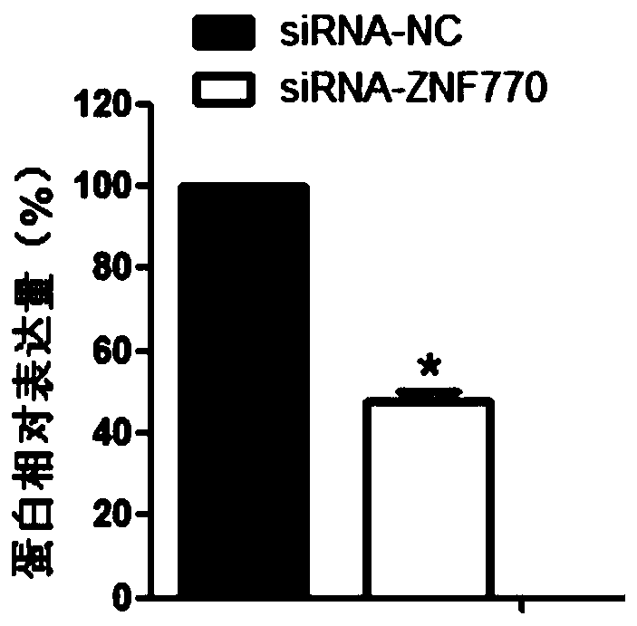 Application of znf770 gene in preparation of products for diagnosis and treatment of preeclampsia