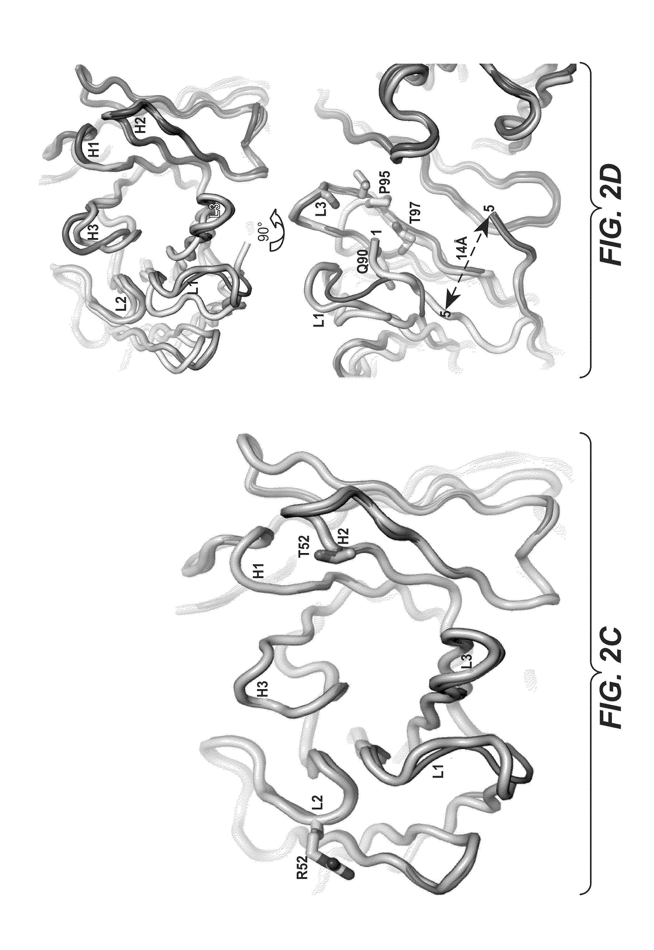 Methods and compositions for targeting polyubiquitin