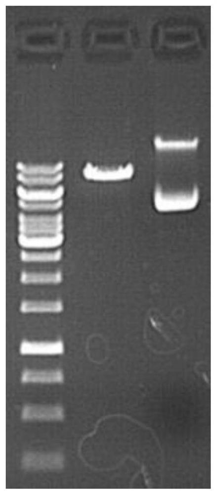 ShRNA (short hairpin ribonucleic acid) for knocking down PXYLP1 gene expression, lentiviral vector as well as construction method and application of lentiviral vector