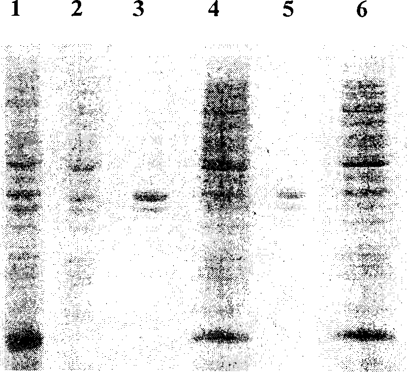 Horny cell growth factor mutant and its preparation method and use thereof