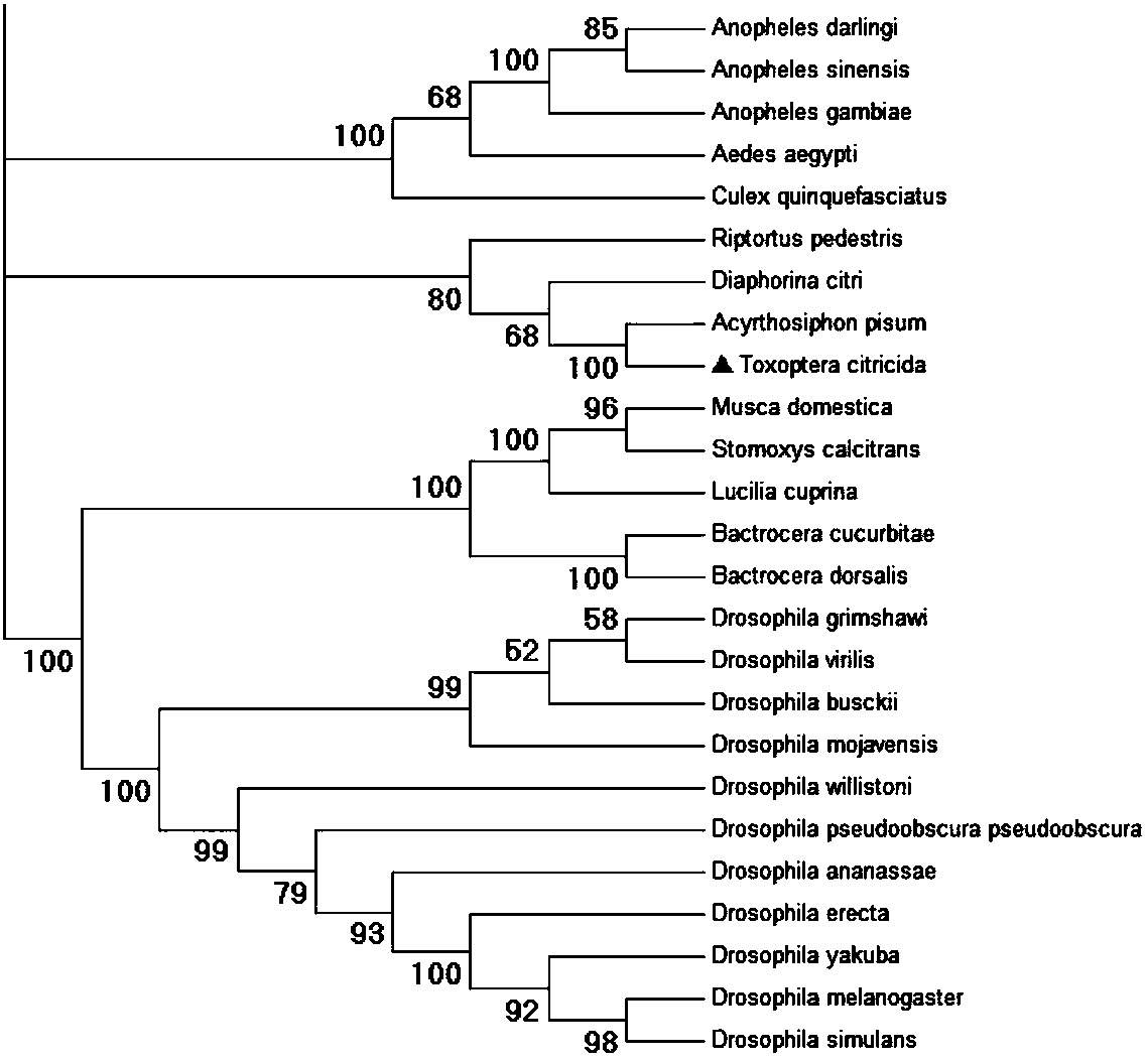 The brown orange aphid abcg4 gene and its dsRNA