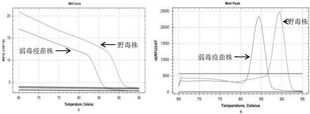 Grass carp reovirus II type vaccine strain and wild strain diagnostic primer, kit employing diagnostic primer and diagnostic detection method