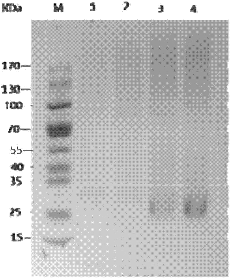 Processing method of allergy relieving shellfish food meat paste