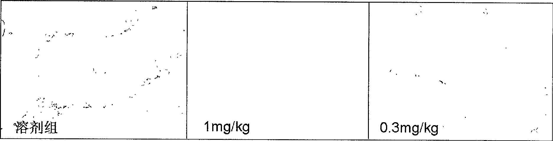 Application of dammarane triterpenes derivative and drug composition containing dammarane triterpenes derivative