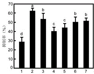 Euonymus japonicus endophytic bacterium bacillus methylotrophicus and application thereof