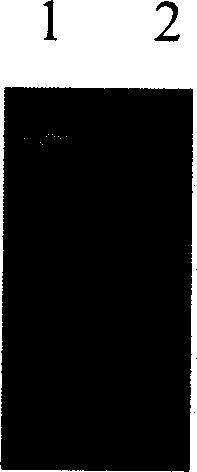 Saccharomyce engineering strain for expressing cbh1 gene and its construction method