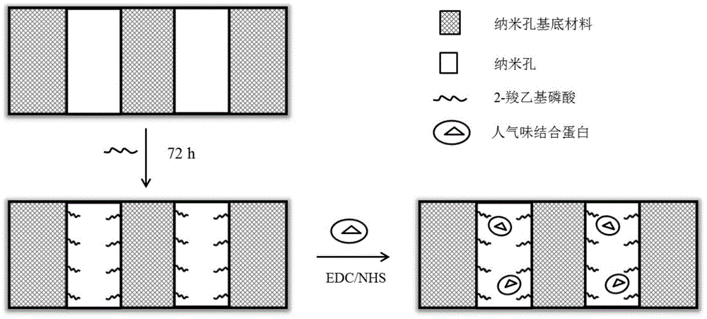 Preparation method and applications of human odor binding protein sensor of nano-pore array