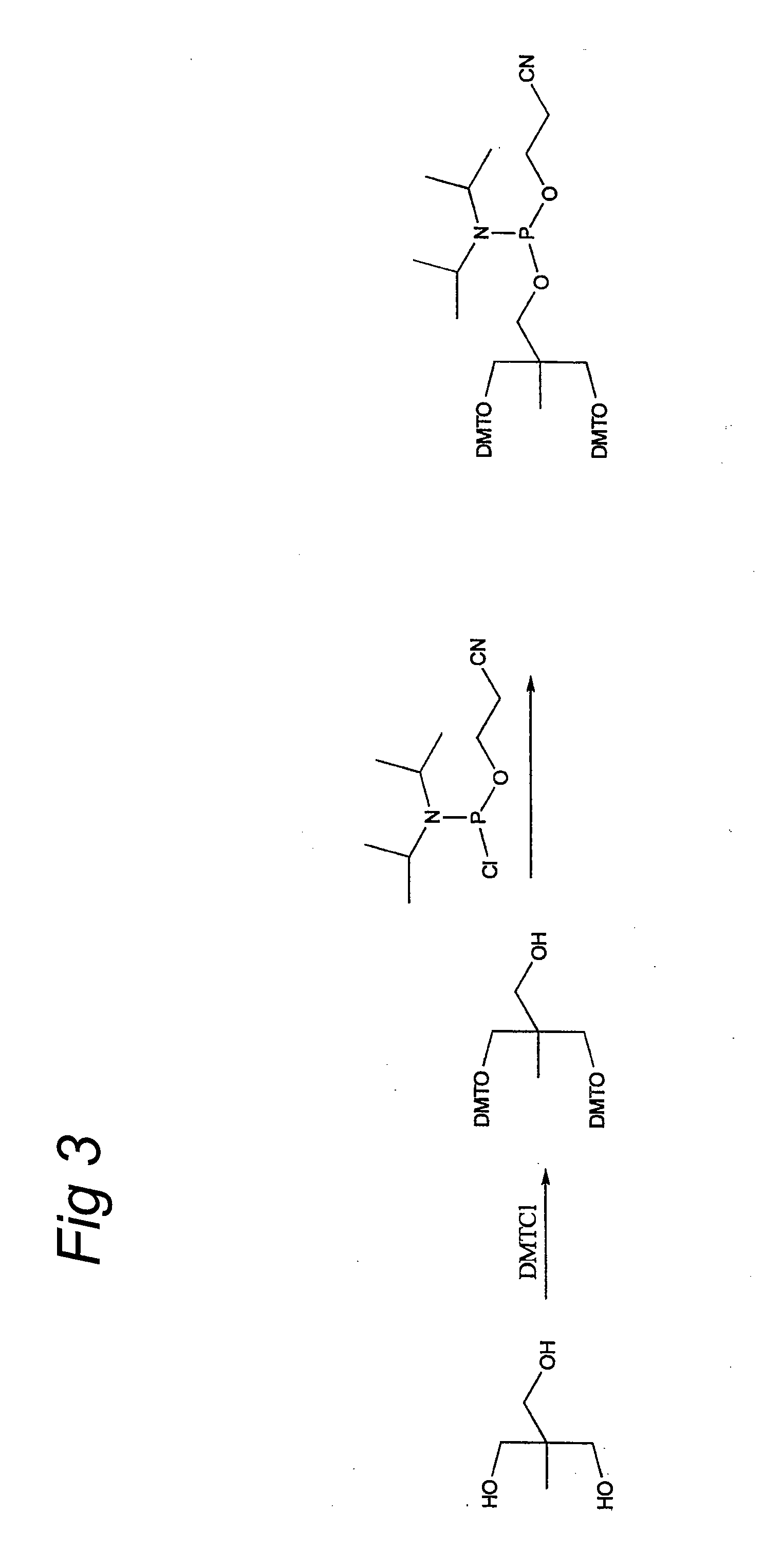 Mannose-6-phosphate receptor mediated gene transfer into muscle cells