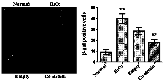 Application of rhodotorula glutinis deacetylase protein 4 for improving mitochondrial functions