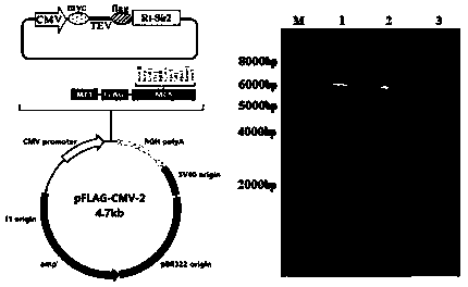 Application of rhodotorula glutinis deacetylase protein 4 for improving mitochondrial functions